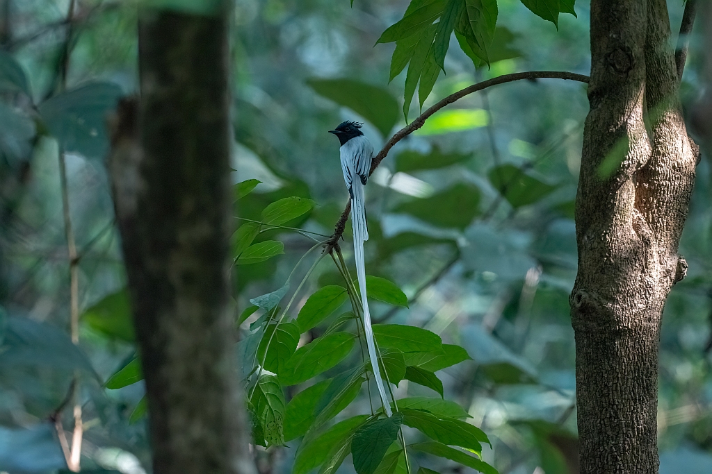 Asian Paradise-flycatcher
